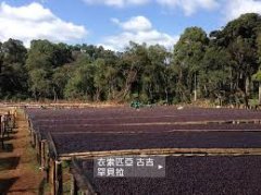 埃塞俄比亞罕貝拉莊園曾獲Coffee Review高分原因與地形採收方式