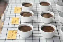精品咖啡豆耶加金蕾娜安芭雅鎮 席林加村豆子特別，怎麼衝好喝？