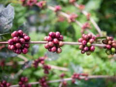 咖啡樹的種植條件 應該如何種植