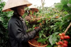 越南咖啡豆種植現狀-少數民族嘗試扭轉越南咖啡名聲
