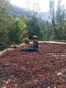 巴拿馬哈特曼莊園咖啡豆特色與風味及莊園來源等故事，簡單說幾個