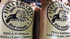 巴拿馬咖啡的強項：日曬豆穩定的工藝與系統分析的能力，出品一流