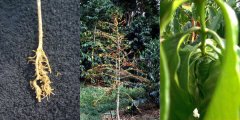 咖啡樹根部染線蟲　恐影響全球咖啡豆產量