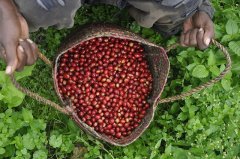 肯尼亞咖啡歷史？肯尼亞相關咖啡機構有哪些？