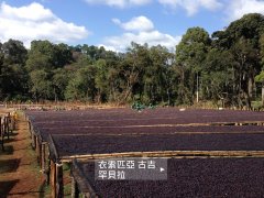 埃塞、罕貝拉【聖獅】咖啡豆，從莊園瞭解到咖啡品嚐。怎麼好喝