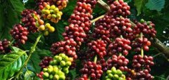 暴風莊園自然生態系統下的咖啡豆帶有藍山風味，那怎麼衝好喝？