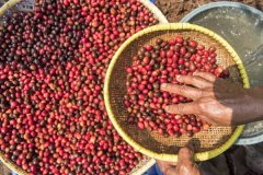 印尼咖啡出口商協會：預計今年印尼全國咖啡產量增加10-15％