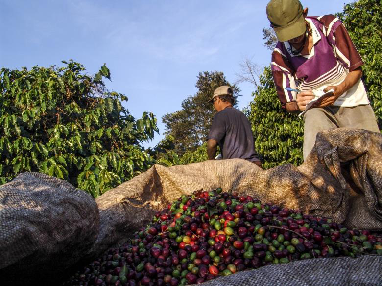 全球竟有60個咖啡生產國！最北到尼泊爾，最南到巴拉圭