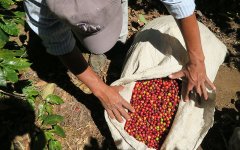 薩爾瓦多El Salvador糖葫蘆莊園故事 千年馬雅古城上種出精品咖啡