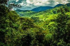 巴拿馬最高的咖啡莊園-Finca Morgan摩根莊園故事信息資料介紹