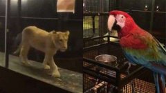 土耳其寵物咖啡店養“獅子”！引網友撻伐：太殘忍了。
