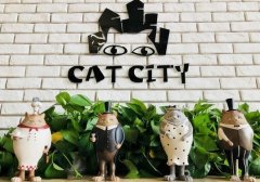 重慶吸貓咖啡館推薦-雙色貓貓吧 重慶寵物主題貓咪咖啡廳