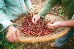咖啡豆生產大國巴西大幹旱 2018年底阿拉比卡咖啡豆恐漲價20％