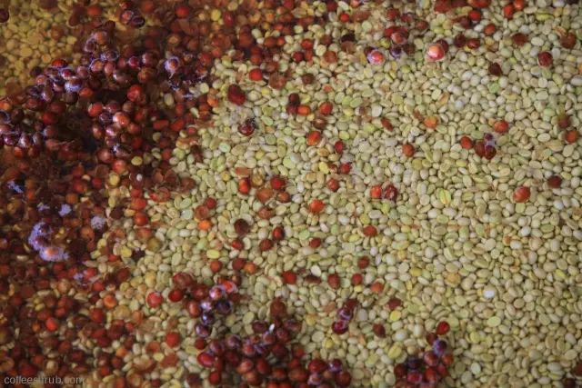 非洲之心布隆迪咖啡 | 小又美麗的內陸國產出世界聞名的水洗咖啡
