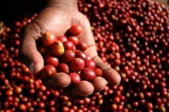 埃塞俄比亞吉瑪產區咖啡豆風味特點介紹 jimma咖啡豆價格多少錢