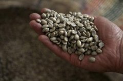 2018年咖啡生豆價格大跌，創10逾年新低