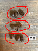 阿拉比卡豆和羅布斯塔豆的區別_羅豆 阿豆圖片區別_咖啡羅豆怎麼