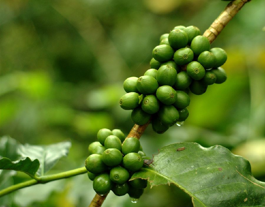 瞭解一顆咖啡從咖啡種子到咖啡樹的生長過程！