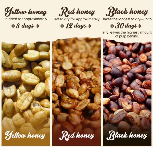 咖啡的黃蜜處理、紅蜜處理、黑蜜處理分別是什麼？