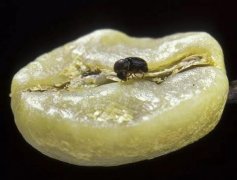 瑕疵豆是什麼？瑕疵豆對咖啡有什麼影響？非洲常見的瑕疵豆的種類