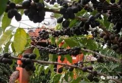 咖啡處理法|樹上幹處理|樹上幹咖啡風味及特點介紹
