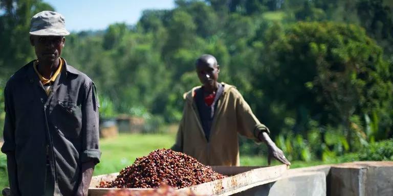 埃塞俄比亞咖啡|九大精品產區特色和咖啡交易制度