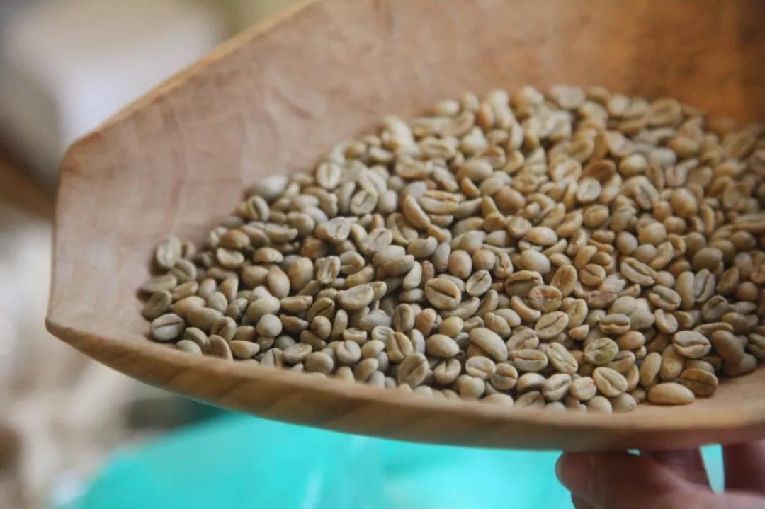 前街教你做咖啡 | 從咖啡生豆開始瞭解新鮮的咖啡豆是什麼？