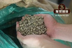 雲南保山小粒咖啡豆種類介紹 雲潞咖啡爲什麼便宜_