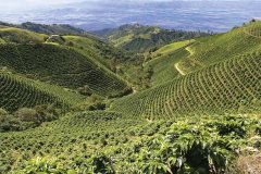 哥倫比亞精品咖啡豆產區產季風味特點口感爲什麼好介紹