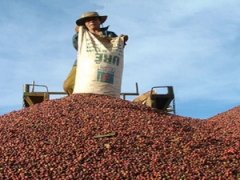 越南農夫面臨一個非常頭痛的問題：咖啡果實裏面沒有咖啡豆！