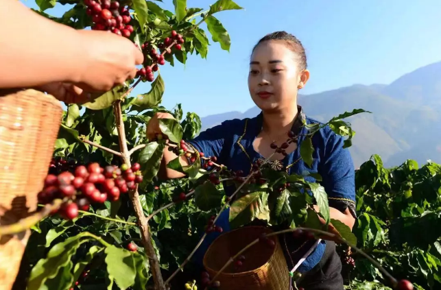 中國最好的咖啡在哪裏？第三屆保山咖啡文化節亮點介紹