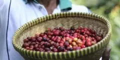神奇的紅色果實：咖啡豆被發現的兩個傳說