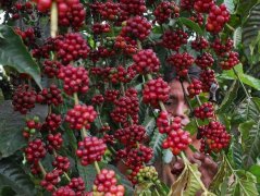 2018年巴西咖啡總產量近6000萬袋 創歷史新高