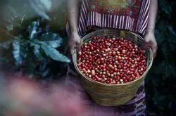 咖啡果小蠹爬升！氣候變遷！2050年全球或將短缺1.8億袋咖啡豆