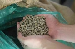 咖啡生豆怎麼儲存能保存多久 | 咖啡裏的新豆舊豆老豆陳年豆有什麼區別？