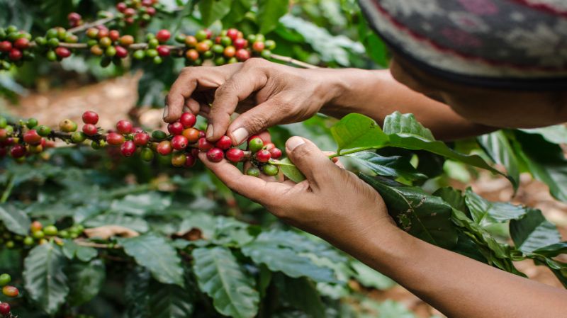 氣候變化六成野生咖啡豆恐滅絕！阿拉比卡成瀕危物種！