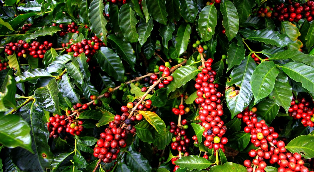 咖啡種植者在怒吼！咖啡越來越貴、咖農卻越來越窮！
