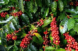 咖啡種植者在怒吼！咖啡越來越貴、咖農卻越來越窮！