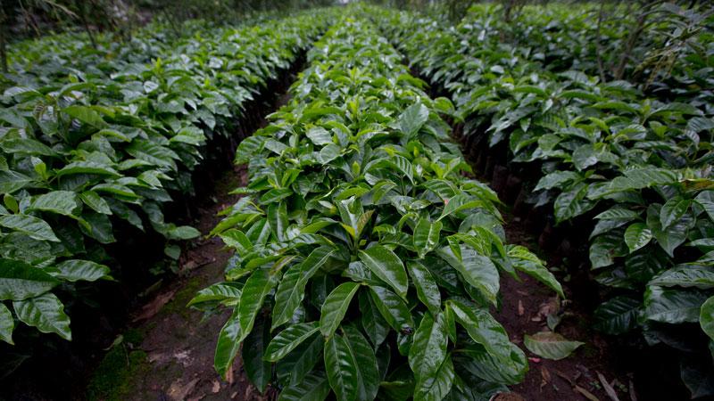 洪都拉斯咖啡產區 洪都拉斯堪比日曬口感的水洗精品咖啡豆