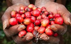 什麼是蜜處理咖啡豆？哥斯達黎加蜜處理咖啡豆風味特點口感簡介