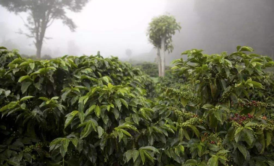 巴拿馬翡翠莊園瑰夏咖啡 紅標綠標咖啡豆口感風味特點
