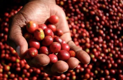 埃塞俄比亞吉瑪咖啡產區 吉瑪咖啡粉幹香是什麼味道