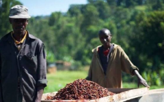 埃塞俄比亞鐵比產區咖啡豆產量 鐵比咖啡風味特點