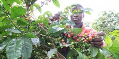 肯尼亞咖啡豆產區Laikipia萊基皮亞 萊基皮亞咖啡豆特點風味描述