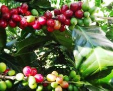 巴西巴伊亞州咖啡豆產區 巴伊亞州咖啡豆特點口感風味是怎麼樣的