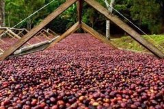 巴西咖啡產區特點裏約熱內盧州咖啡豆產區咖啡的風味特點描述