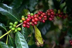 哥倫比亞薇拉產地區咖啡豆種植條件 味道口感風味特點介紹