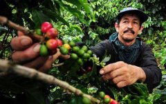 哥倫比亞阿曼吉亞咖啡豆產區 咖啡特點口感風味描述咖啡甜嗎