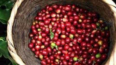 哥倫比亞波帕揚咖啡豆產區：哥倫比亞波帕揚咖啡豆的風味描述