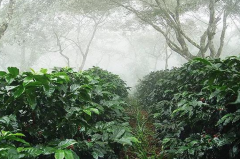 危地馬拉咖啡產區新東方咖啡豆口感特點是什麼 新東方咖啡風味